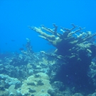 Elkhorn Coral