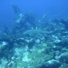 Nurse Shark