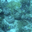 Spotted Scorpionfish