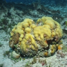 Boulder Star Coral