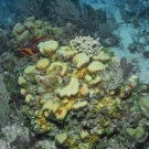 Boulder Star Coral, Finger coral and several types of soft corals, algae, and sponges.