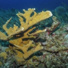 Elkhorn Coral