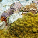 Mustard Hill Coral and Lettuce Coral with encrusting sponge.