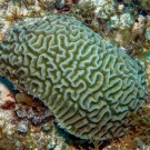 Symmetrical Brain Coral