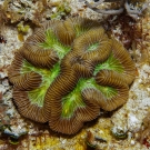 Maze Coral