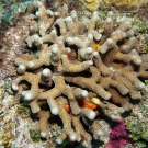 Finger Coral