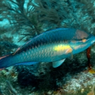 Princess Parrotfish