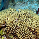 Yellow Pencil Coral