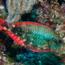 Redband Parrotfish