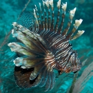 Common Lionfish