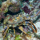 Caribbean Spiny Lobster