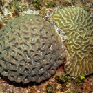 Rough Star Coral on the left and Symmetrical Brain Coral on the right.