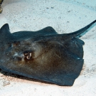 Southern Stingray