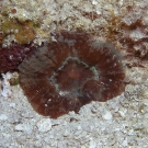 Atlantic Mushroom Coral