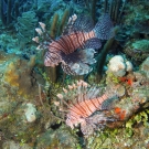 Common Lionfish