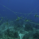 Staghorn Coral nursery.