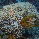 Eight-Ray Finger Coral with Golden Crinoid and Blue Chromis.