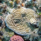 Low Relief Lettuce Coral