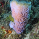 Azure Vase Sponge
