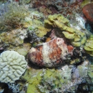 Donkey Dung Sea Cucumber with Maze Coral.