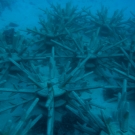 Staghorn Coral nursery.