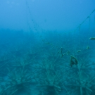 Staghorn Coral nursery.