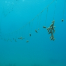 Staghorn Coral nursery.