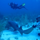 The Science Team encounters a Nurse Shark.