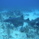 Nurse Shark