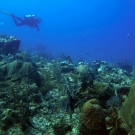 A science team member surveys this reef.