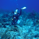 A member of the Science Team measures Finger Coral