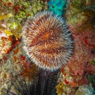 Variegated Urchin