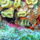 Redspotted Hawkfish