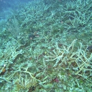 Staghorn Coral