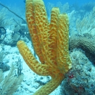 Yellow Tube Sponge