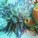 Giant Anemone