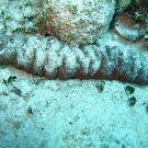 Donkey Dung Sea Cucumber