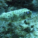 Balloonfish