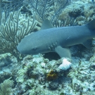 Nurse Shark