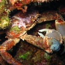 Channel Clinging Crab