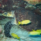 Hawksbill Turtle with French Grunts