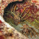 Spotted Spiny Lobster