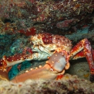 Channel Clinging Crab