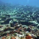 Nurse Shark