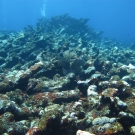 Elkhorn Coral skeletons.