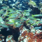 Yellowtail Snapper