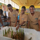 Students carefully plant mangrove propagules they collected in the forest.