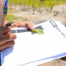 While in the mangrove forest, students fill out a worksheet on how to identify the different kinds of mangroves.