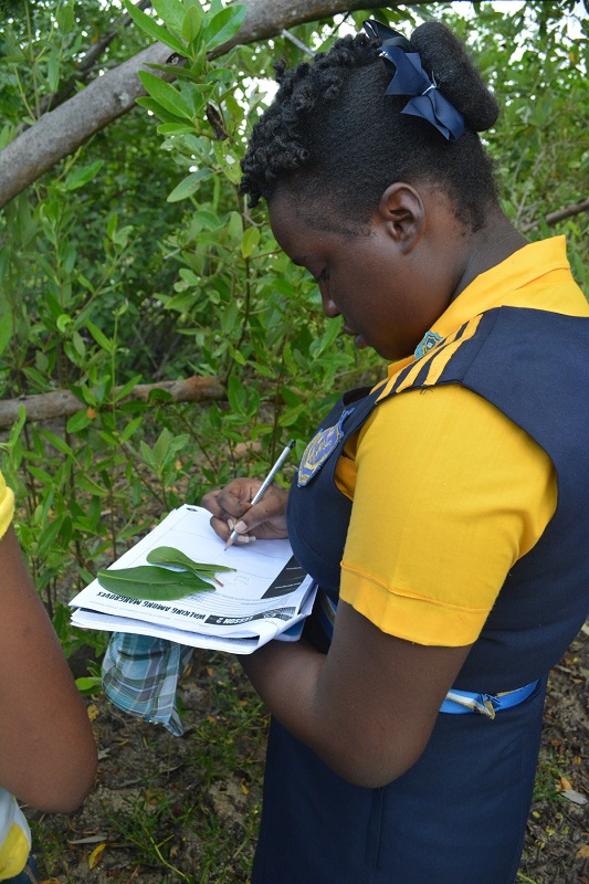 10th grade Biology student from Marcus Garvey Technical School draws and labels the leaves of the three different mangrove trees in Jamaica.