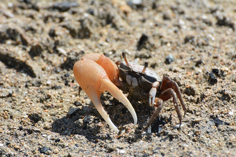 One of the many animals that lives in the mangroves – a fiddler crab.